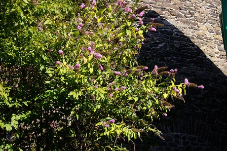 Burg an der Wupper